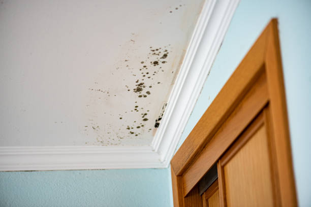 Best Crawl Space Mold Remediation in Athens, MI