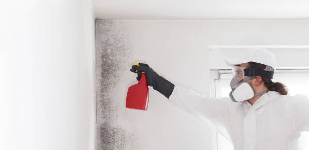 Best HVAC Mold Remediation in Athens, MI