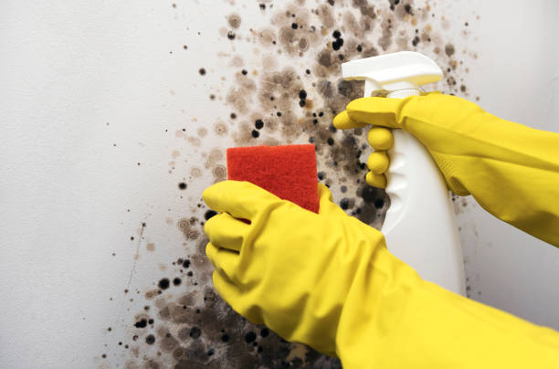 Best Industrial Mold Remediation in Athens, MI