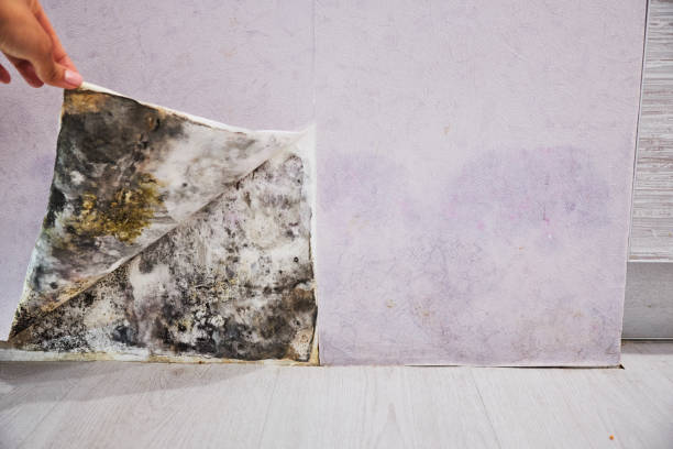 Best Residential Mold Remediation in Athens, MI